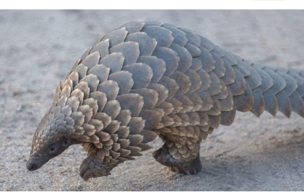 مسؤولون نيجيريون يعتقلون "زعيم" تهريب البنغول الصيني